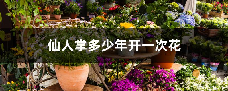 仙人掌多少年开一次花 仙人掌多少年开一次花