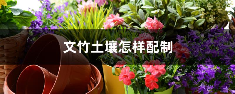 文竹土壤怎样配制 文竹土壤怎样配制