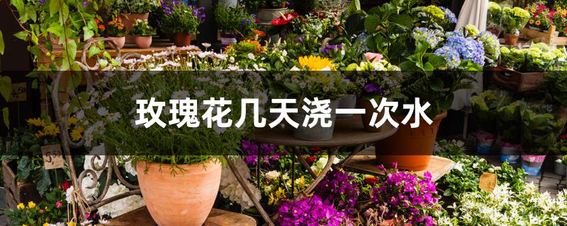 玫瑰花几天浇一次水 玫瑰花几天浇一次水