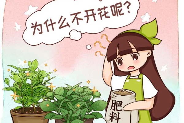 给花蒙住头,撸光叶,花苞突突窜,越折腾越开花! 给花蒙住头,撸光叶,花苞突突窜,越折腾越开花!