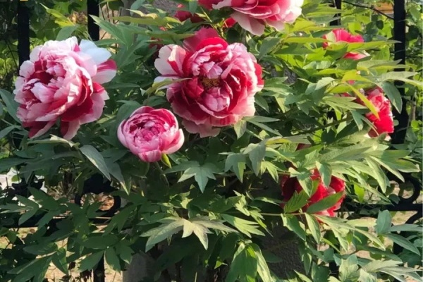 院子里养的花,天越冷越好,冻完开花赛牡丹! 院子里养的花,天越冷越好,冻完开花赛牡丹!