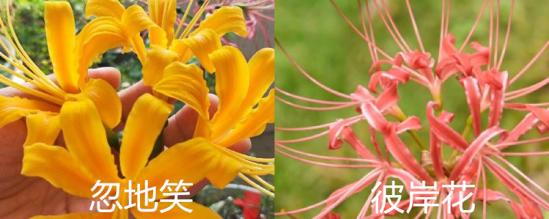 忽地笑和彼岸花的区别 忽地笑和彼岸花的区别