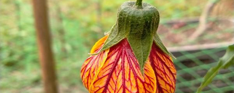 金铃花的养殖方法和注意事项 金铃花的养殖方法和注意事项