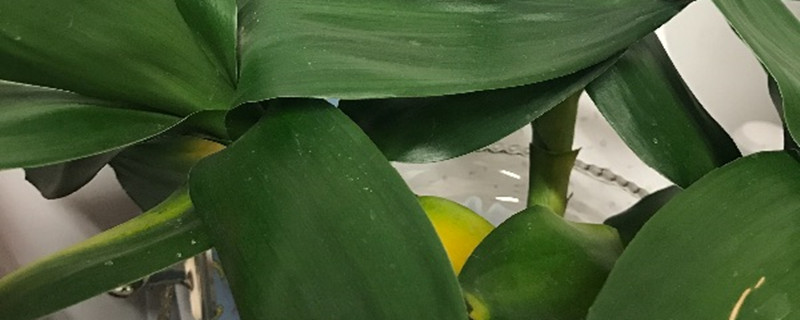 莲花竹怎么养 莲花竹怎么养