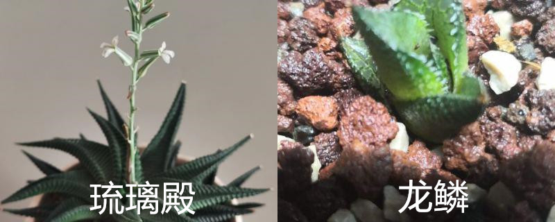 琉璃殿和龙鳞区别 琉璃殿和龙鳞区别