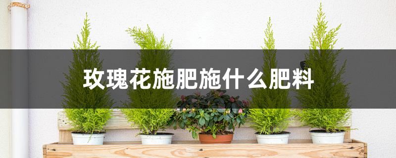 玫瑰花施肥施什么肥料 玫瑰花施肥施什么肥料