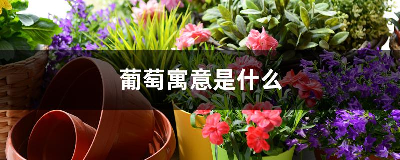 葡萄寓意是什么 葡萄寓意是什么