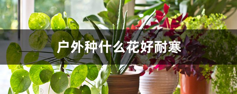 户外种什么花好耐寒 户外种什么花好耐寒