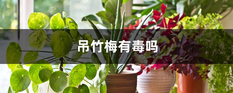 吊竹梅有毒吗 吊竹梅有毒吗