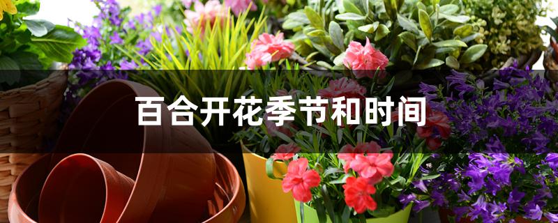 百合开花季节和时间 百合开花季节和时间
