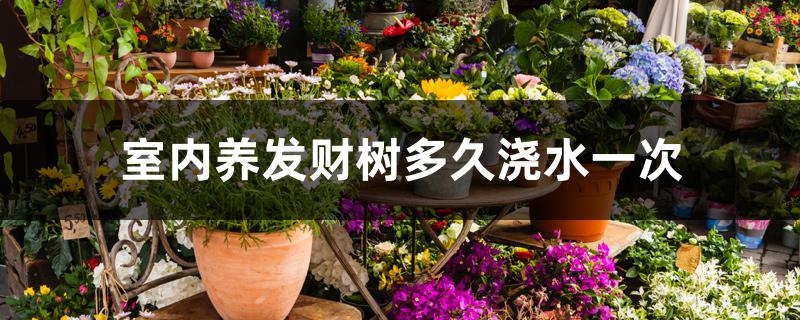 室内养发财树多久浇水一次 室内养发财树多久浇水一次