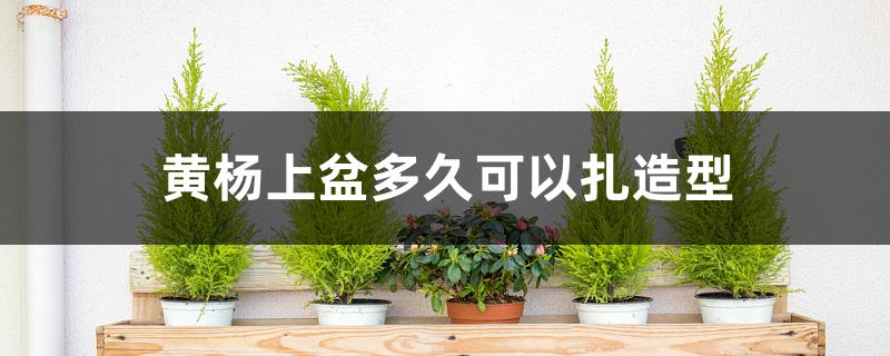 黄杨上盆多久可以扎造型 黄杨上盆多久可以扎造型