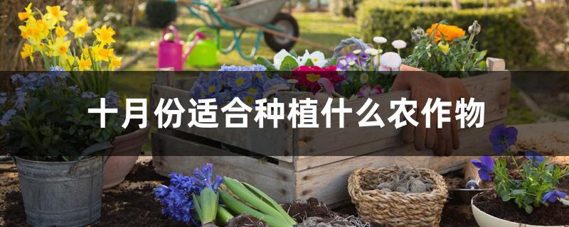 十月份适合种植什么农作物 十月份适合种植什么农作物