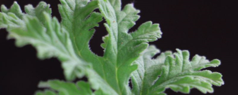 驱蚊草的养殖方法 驱蚊草的养殖方法