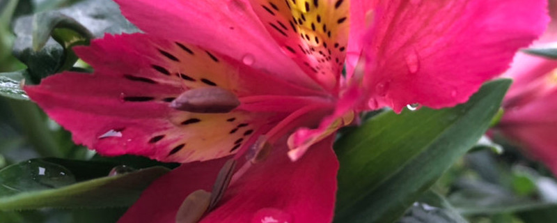 六出花的花语和寓意