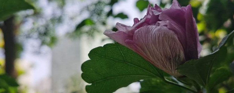 木槿花的养护 木槿花的养护