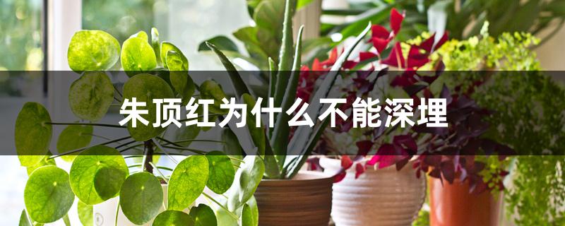 朱顶红为什么不能深埋 朱顶红为什么不能深埋
