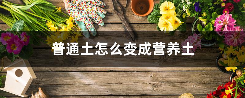 普通土怎么变成营养土 普通土怎么变成营养土