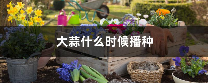大蒜什么时候播种 大蒜什么时候播种