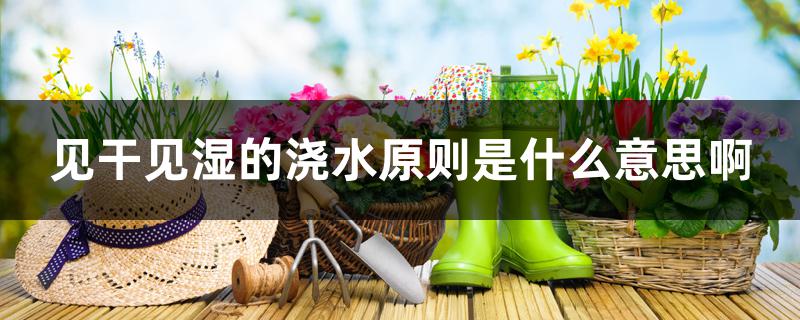 见干见湿的浇水原则是什么意思啊 见干见湿的浇水原则是什么意思啊