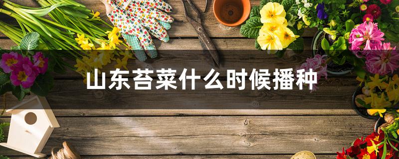 山东苔菜什么时候播种 山东苔菜什么时候播种
