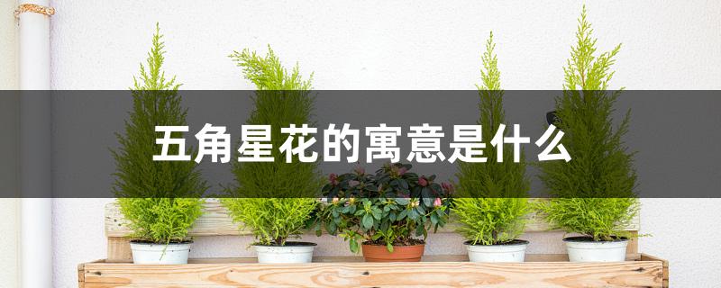 五角星花的寓意是什么