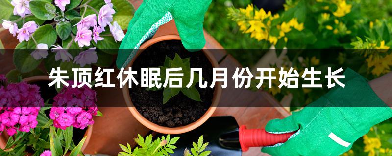 朱顶红休眠后几月份开始生长 朱顶红休眠后几月份开始生长
