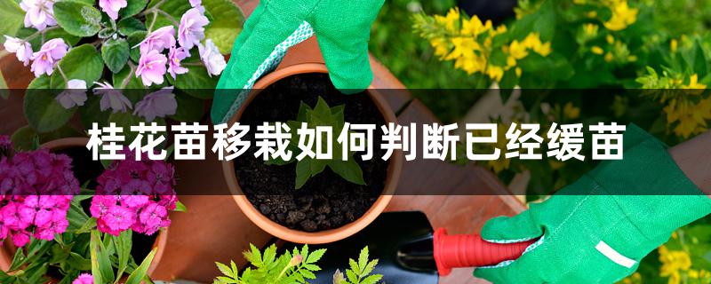 桂花苗移栽如何判断已经缓苗 桂花苗移栽如何判断已经缓苗