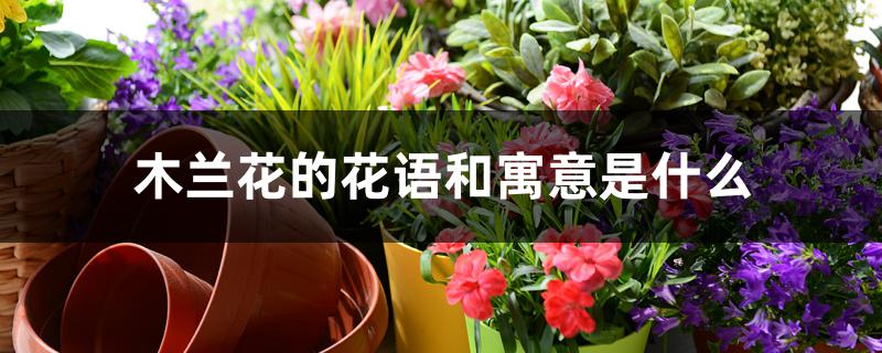 木兰花的花语和寓意是什么 木兰花的花语和寓意是什么