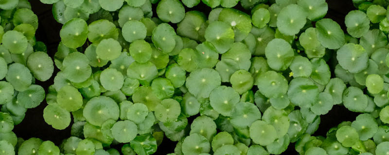 铜钱草生虫子咋办 铜钱草生虫子咋办
