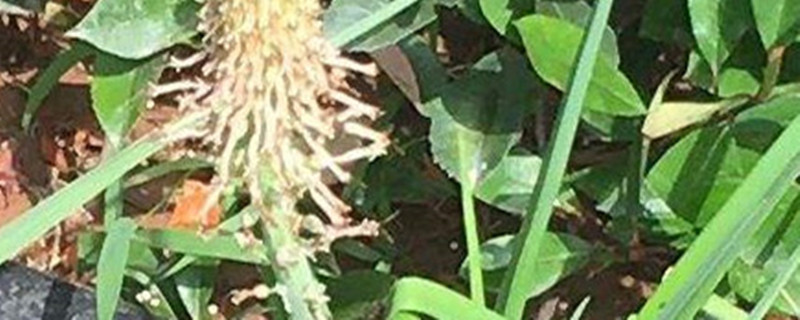 火炬花叶子变黄怎么回事 火炬花叶子变黄怎么回事