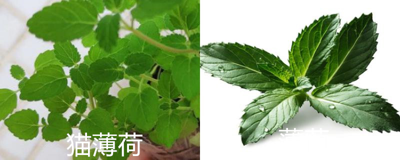 猫薄荷和薄荷的区别 猫薄荷和薄荷的区别