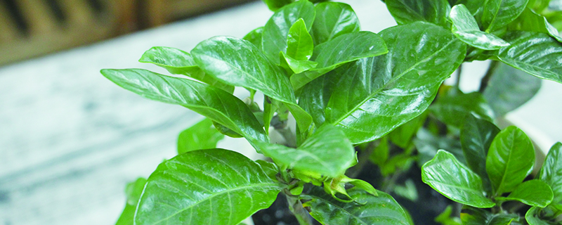栀子花长腻虫怎么办 栀子花长腻虫怎么办
