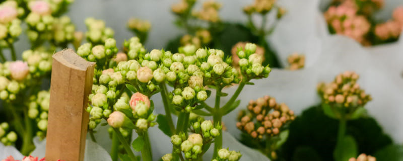 长寿花烂根了怎么办 长寿花烂根了怎么办