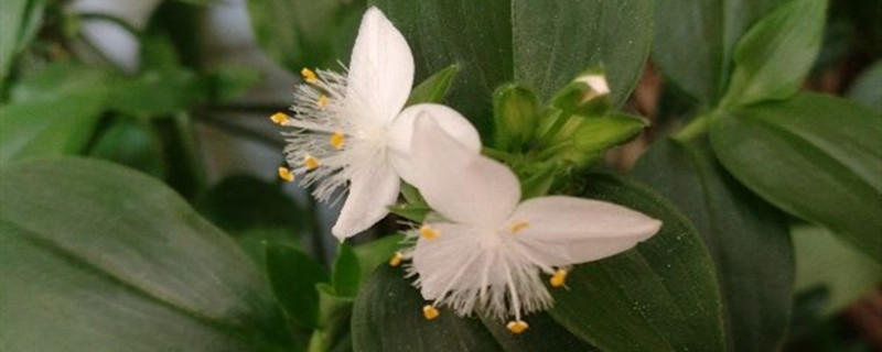 竹节草怎么养 竹节草怎么养