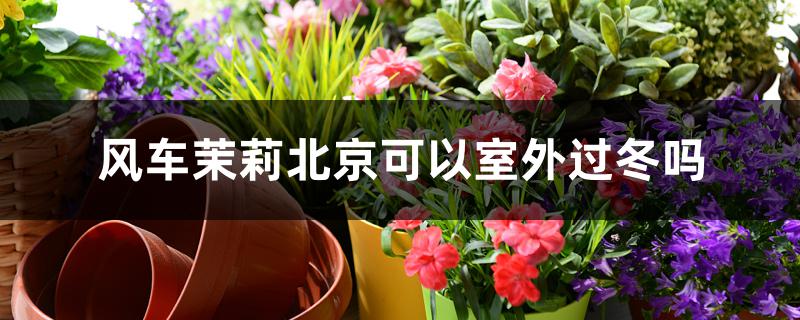风车茉莉北京可以室外过冬吗 风车茉莉北京可以室外过冬吗