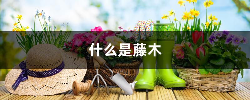 什么是藤木 什么是藤木