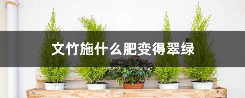 文竹施什么肥变得翠绿 文竹施什么肥变得翠绿