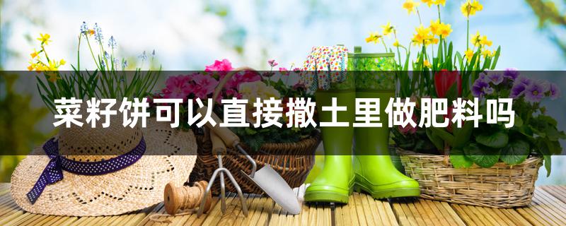 菜籽饼可以直接撒土里做肥料吗 菜籽饼可以直接撒土里做肥料吗