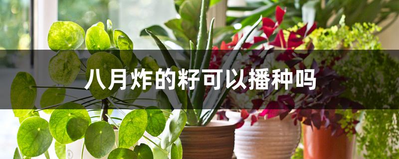 八月炸的籽可以播种吗 八月炸的籽可以播种吗