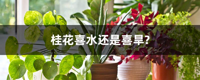 桂花喜水还是喜旱? 桂花喜水还是喜旱?