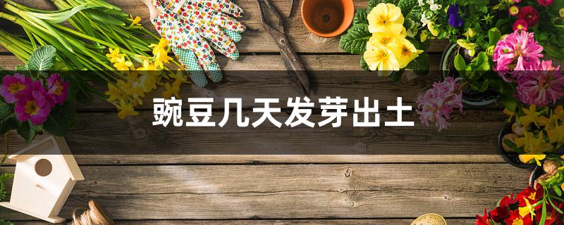 豌豆几天发芽出土 豌豆几天发芽出土