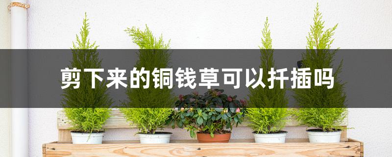 剪下来的铜钱草可以扦插吗 剪下来的铜钱草可以扦插吗