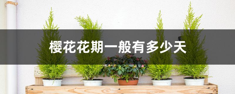 樱花花期一般有多少天