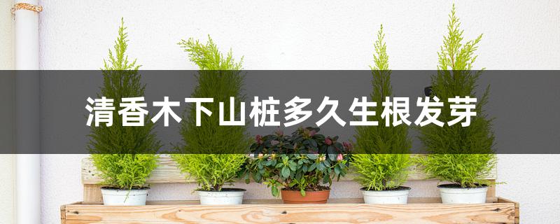 清香木下山桩多久生根发芽 清香木下山桩多久生根发芽