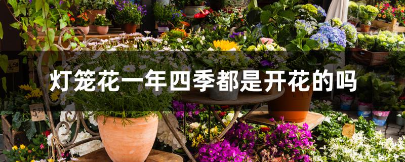 灯笼花一年四季都是开花的吗 灯笼花一年四季都是开花的吗