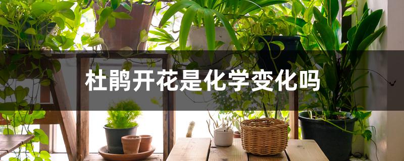 杜鹃开花是化学变化吗 杜鹃开花是化学变化吗