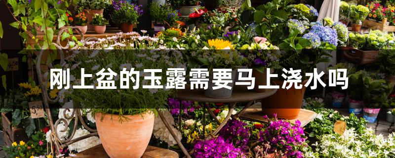 刚上盆的玉露需要马上浇水吗 刚上盆的玉露需要马上浇水吗