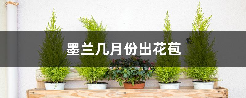 墨兰几月份出花苞 墨兰几月份出花苞