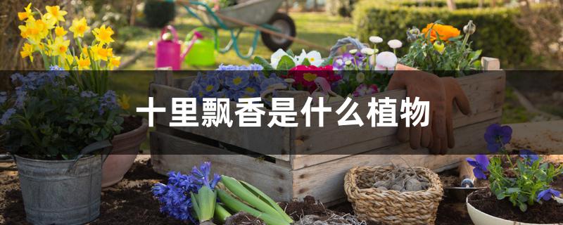 十里飘香是什么植物 十里飘香是什么植物